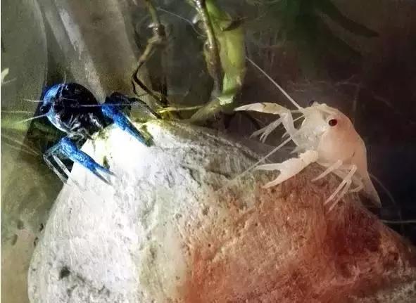 捕获大鱼惊悚片,拍到鲨鱼捕食鱼的真实一幕