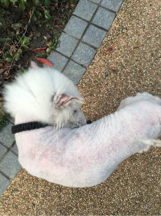 路边捡到一只萨摩耶,捡到萨摩耶有狗癣