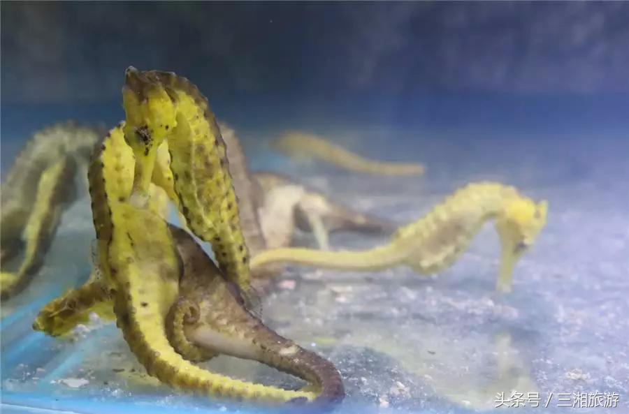 株洲漂流门票,株洲周边免门票游玩