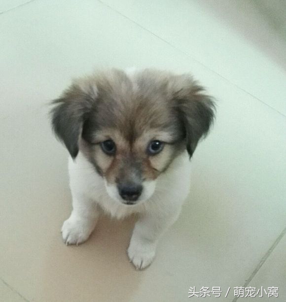 小狗奇遇记动画片,小狗奇遇记完整