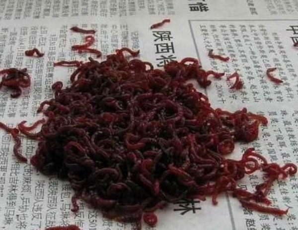 热带小型观赏鱼曼龙鱼一天喂几次,曼龙鱼可以和热带小鱼一起养么