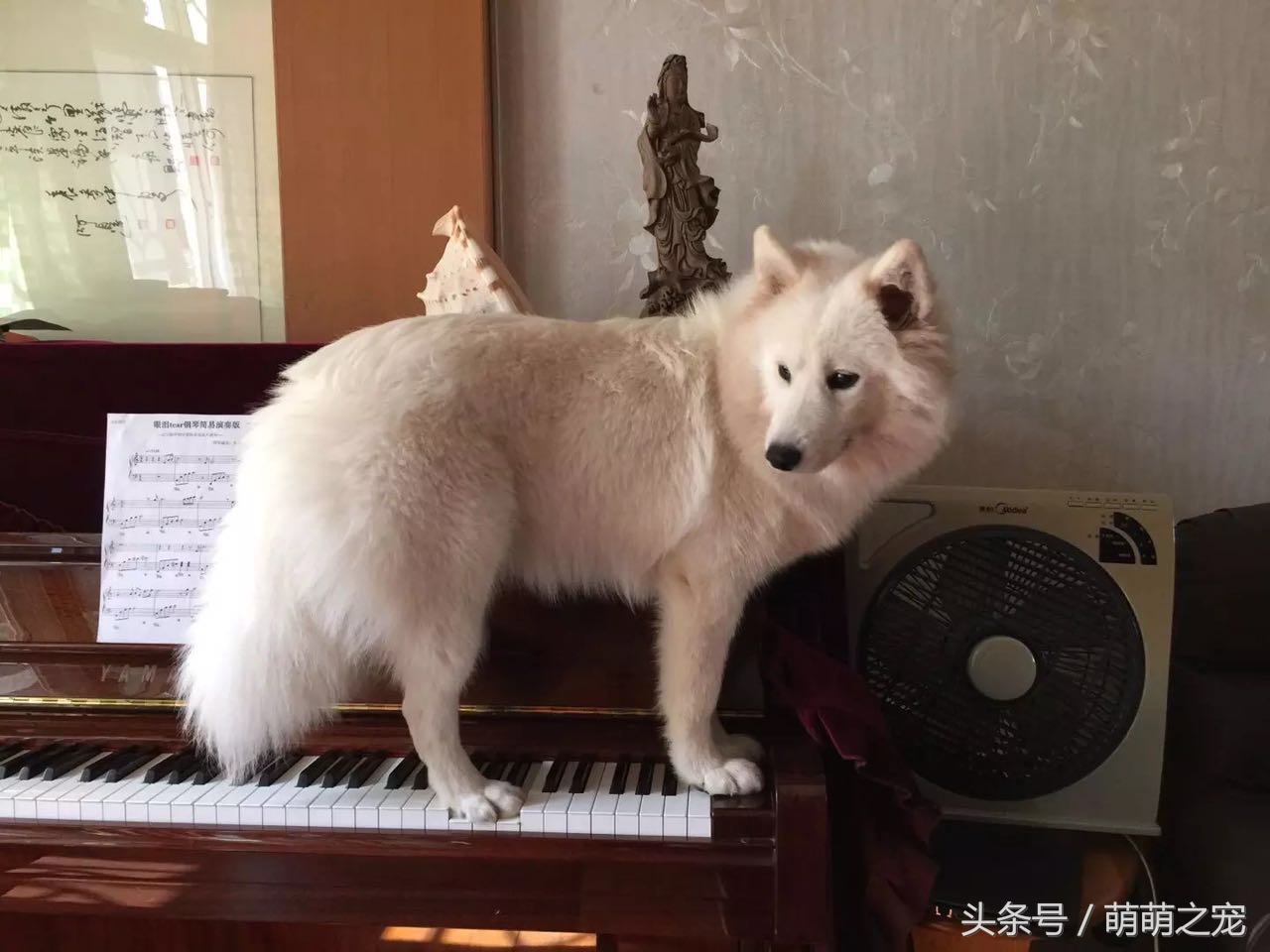 猫抓蜜蜂被蛰,被蜜蜂蛰了蒙鼻子的猫