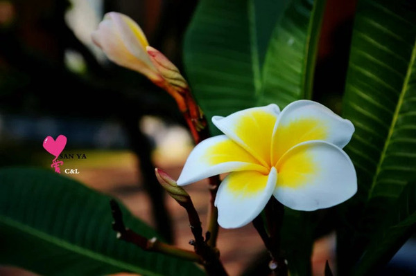 带着婚纱去三亚,带着婚纱旅行厦门