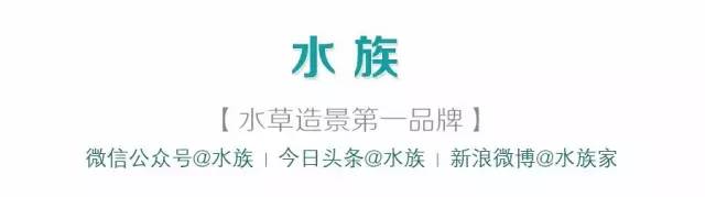 ada开缸第二天,ada开缸