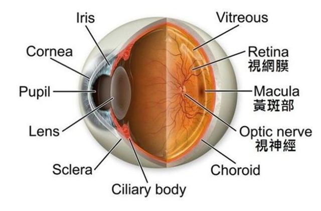 高能分析:包子带你了解澳洲护眼保健品