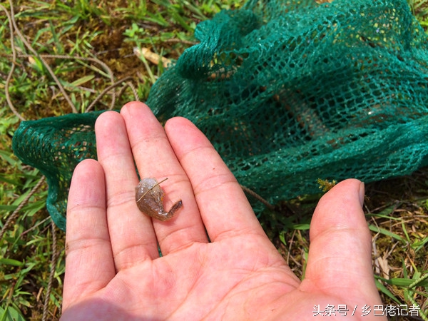 鱼塘放哪种地笼比较好,在鱼塘下地笼