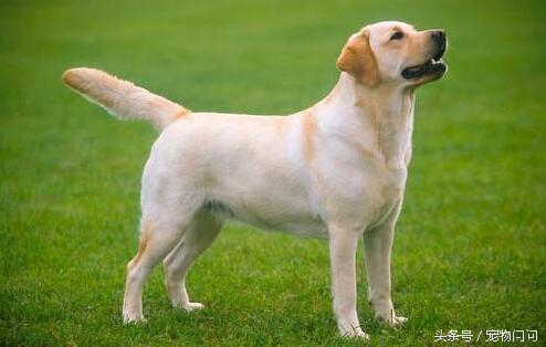 宠物问问，怎样彻底杀灭狗身上的跳蚤？