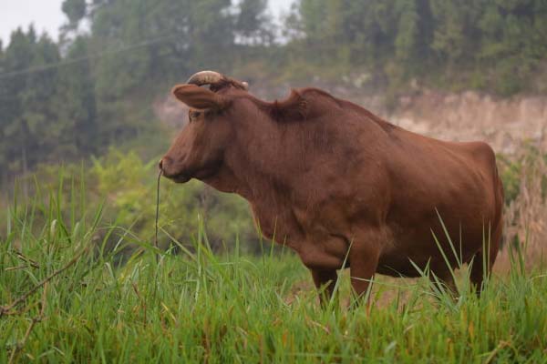 农村满地的野草都是宝,农村到处都是宝完整版
