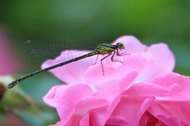 浓浓的姐妹亲情感悟,感悟亲情共度中秋