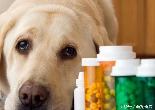 治疗狗细小病毒偏方,细小病毒能用中药偏方治吗