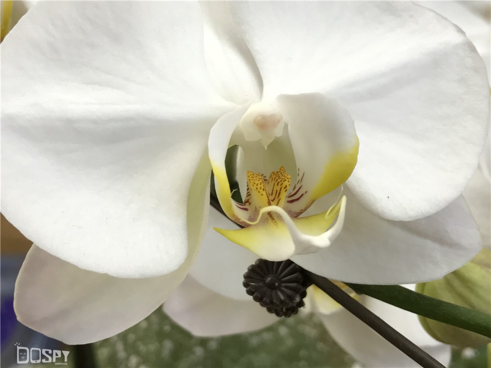 iphone7plus实际测评,iphone7plus深度测试