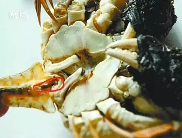 洗螃蟹的正确方法公螃蟹,洗螃蟹刷螃蟹的步骤