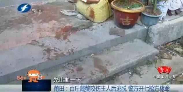 藏獒打架咬死狗,五分钟罕见藏獒打架