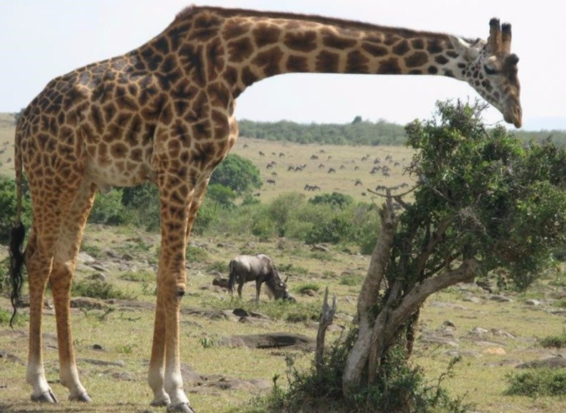 长颈鹿爱刺猬,长颈鹿爱猫头鹰
