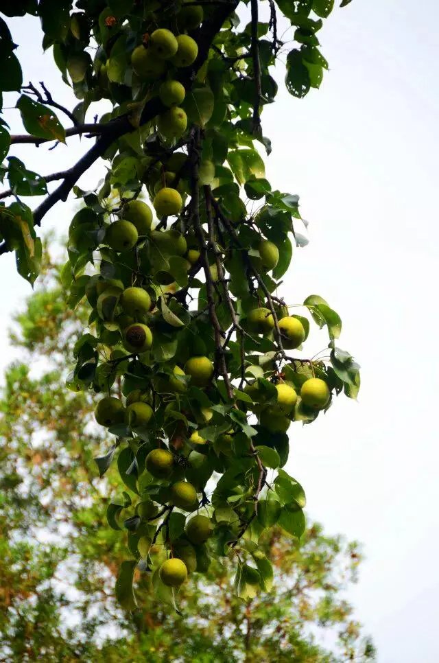 淄川区太河镇池板村近况,不可错过的绝美古村落石潭村