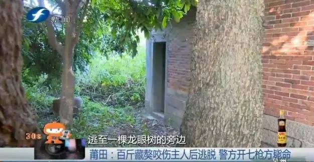 藏獒打架咬死狗,五分钟罕见藏獒打架