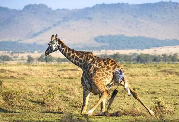 长颈鹿爱刺猬,长颈鹿爱猫头鹰