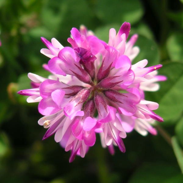 有哪些好听的花儿,好看花儿的名字有哪些