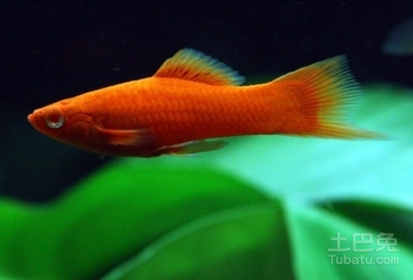 热带小鱼怎么养殖的,热带微型鱼怎么养