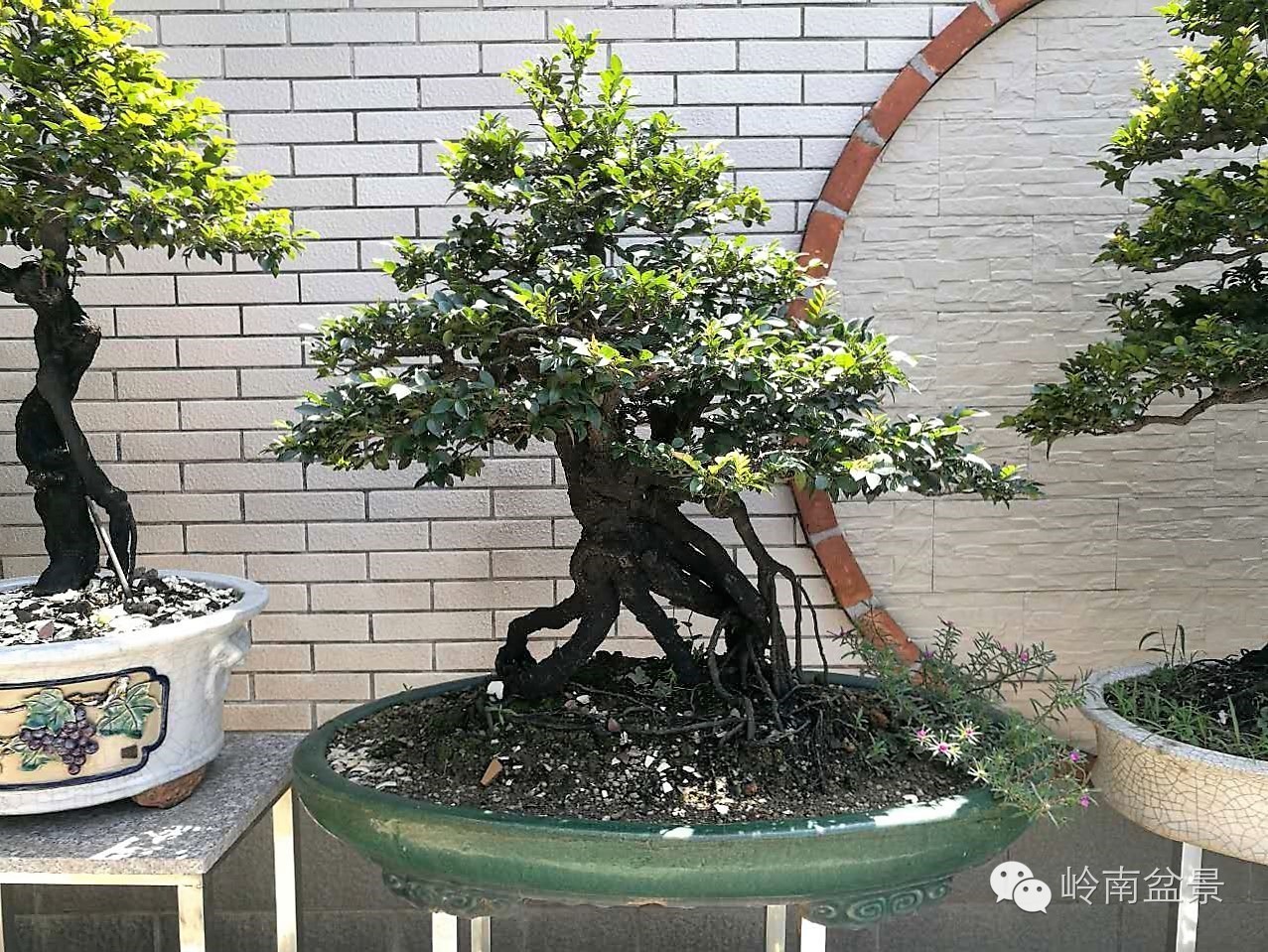 大型艺术盆景作品,岭南悬崖盆景作品欣赏