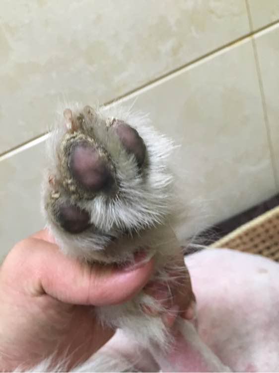 路边捡到一只萨摩耶,捡到萨摩耶有狗癣