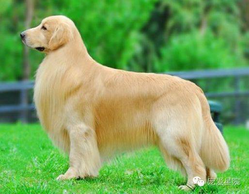 金毛怎么养更聪明,金毛怎么养才凶猛