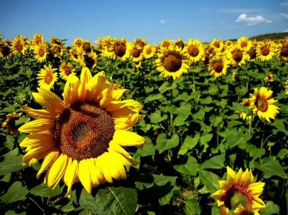 南京国庆假期有哪些免费景点推荐,国庆期间南京有哪些景点免费