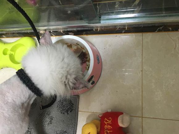 路边捡到一只萨摩耶,捡到萨摩耶有狗癣