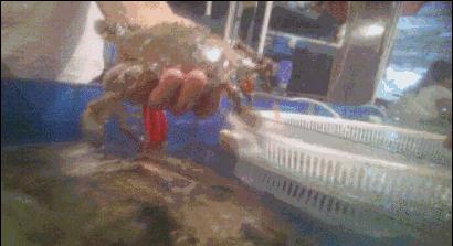 死螃蟹瞬间变活，活虾瞬间变死？这样的“魔术手”，很多人都中招