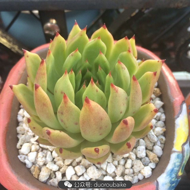 多肉植物新手养护指南最新,多肉植物养护的基础知识