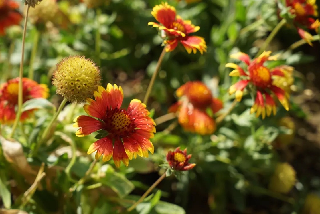 心中有爱人生才能一路芬芳,心若有阳光一路都是芬芳
