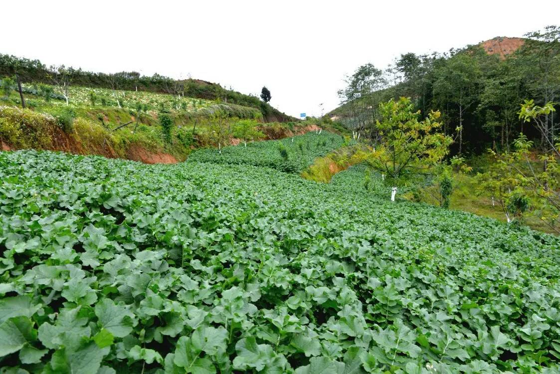 养鸡养羊还养生，德宏的这个地方，去了就不想走了！