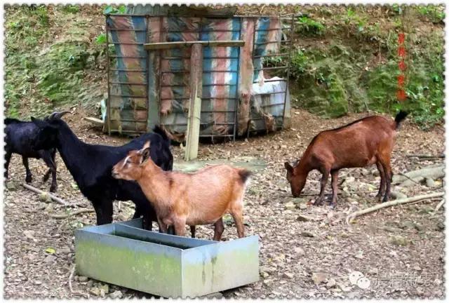 童话故事山羊和狼,童话故事山羊历险记