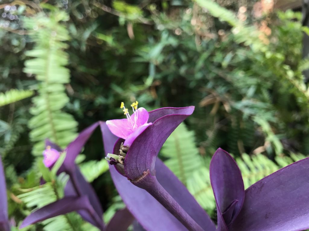 iphone7plus详细评测,苹果7plus测评还值得购买吗