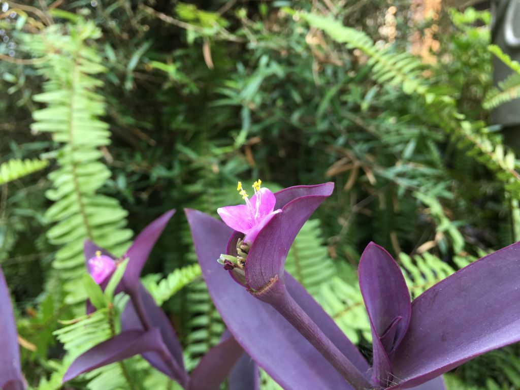 iphone7plus评测,苹果7plus测评还值得购买吗