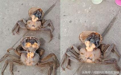 螃蟹一般容易得什么病,螃蟹病害是什么原因引起的