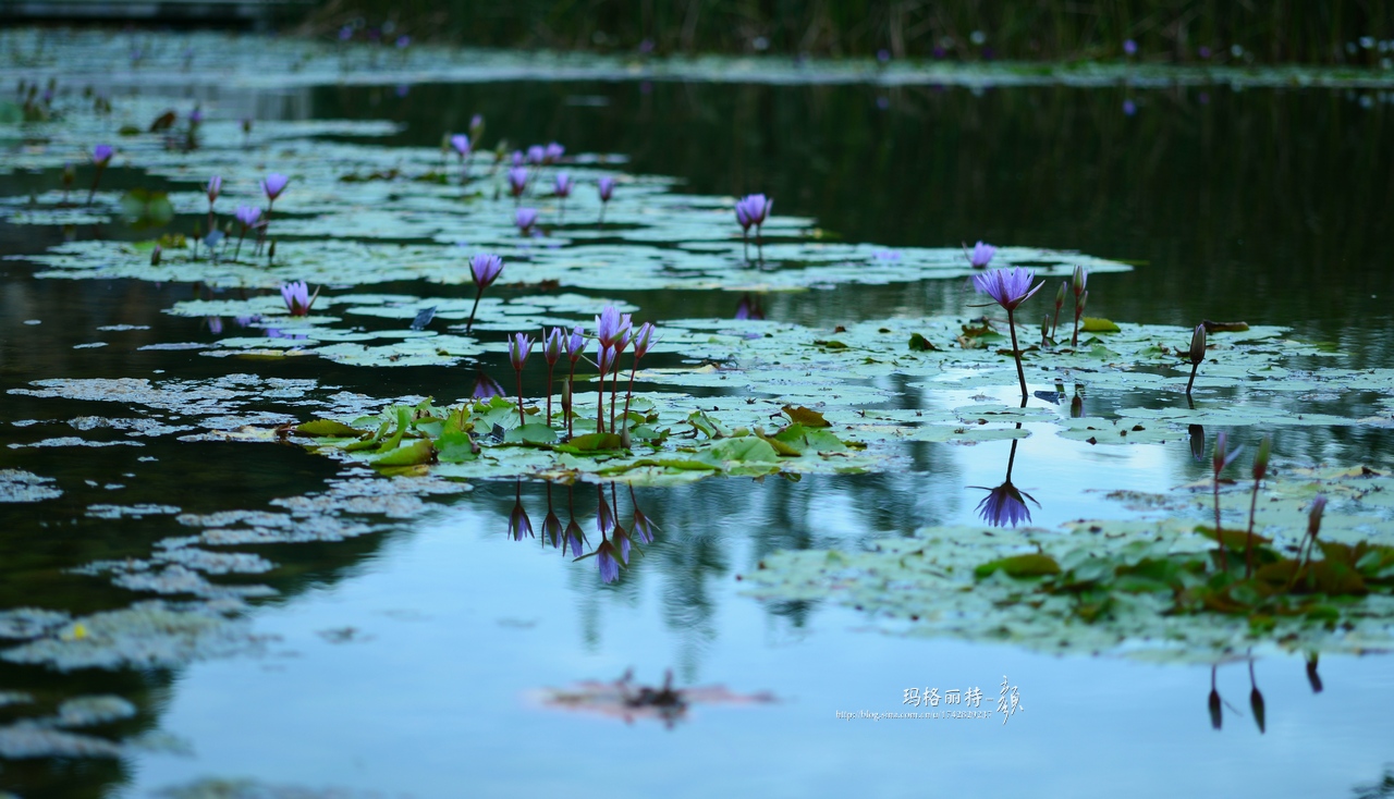 辰山植物园睡莲拍照,行摄洪湖荷花展