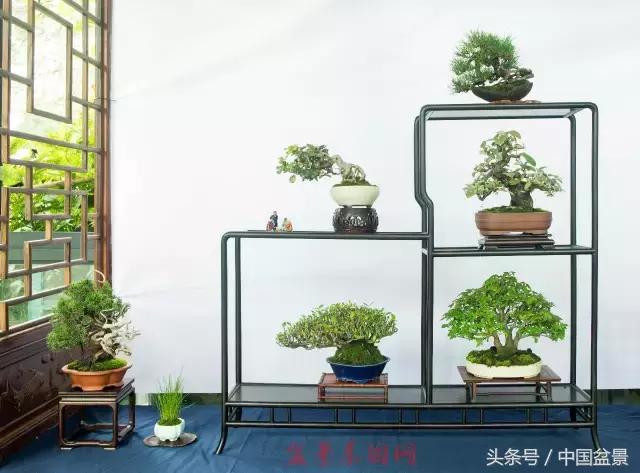 哪些野草适合微型盆景,小品盆景和微型盆景有区别吗