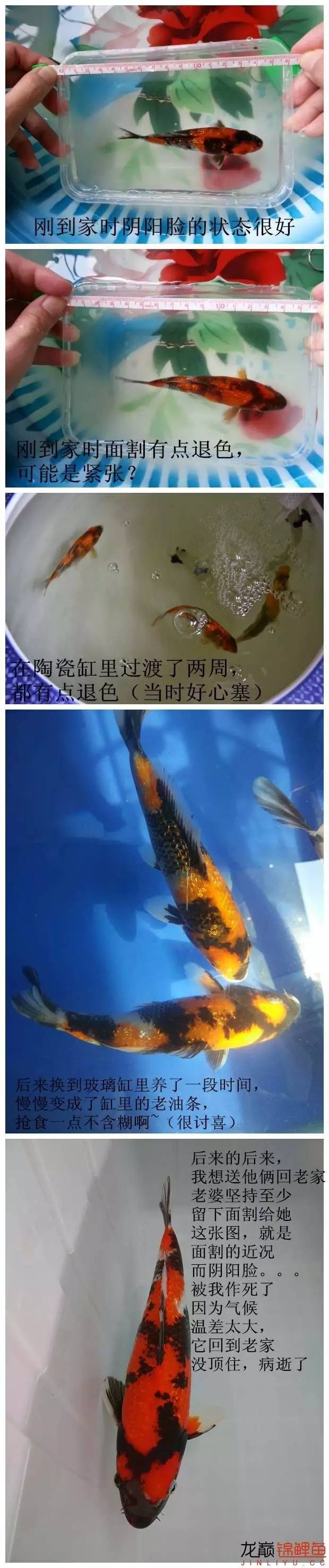 我的锦鲤梦,一直在坚持!