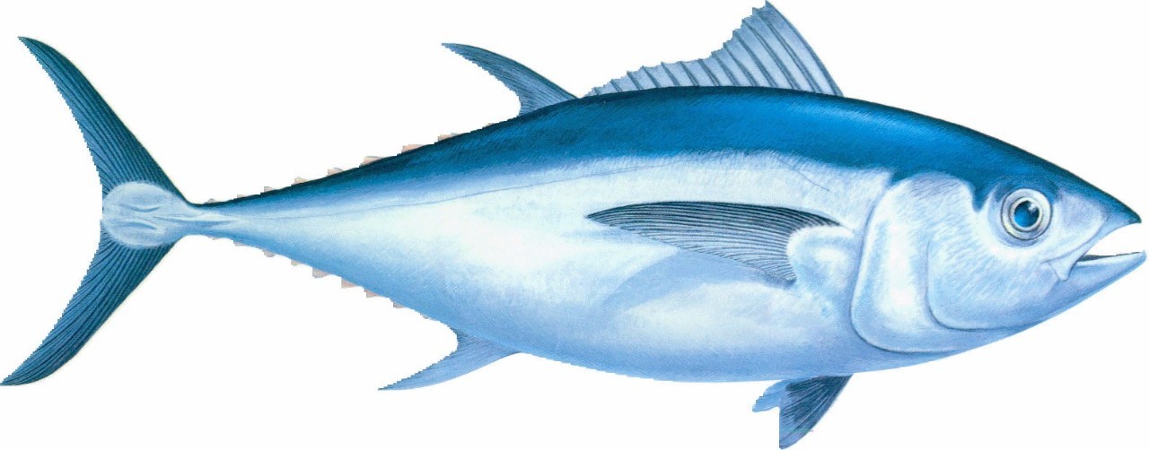 如何像行家一样品尝金枪鱼