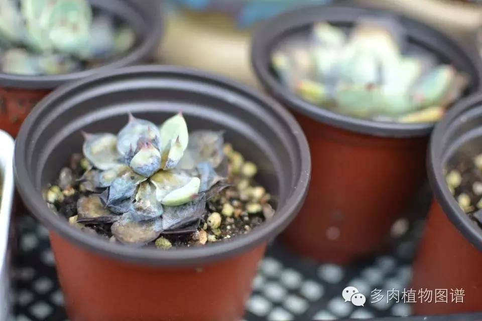 暴雨后露养的多肉土壤湿透,暴雨后多肉泡水