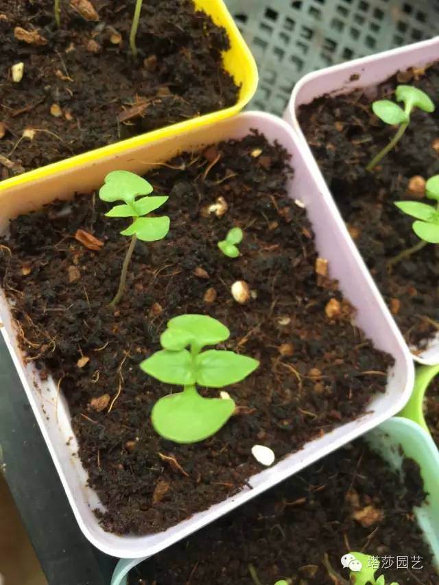 Miigi的罗勒种植、烹饪攻略！