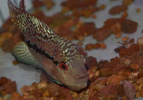 如何挑选最好的罗汉鱼品种,挑选罗汉鱼的小秘诀