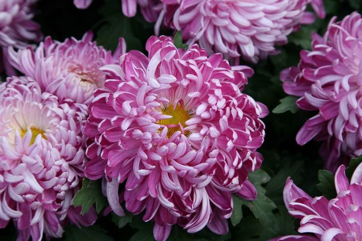 我写一首诗完美地告别九月，打开十月的那扇门