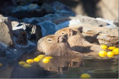 天冷了现在正是泡温泉的最佳时刻,天气逐渐变冷来泡澡