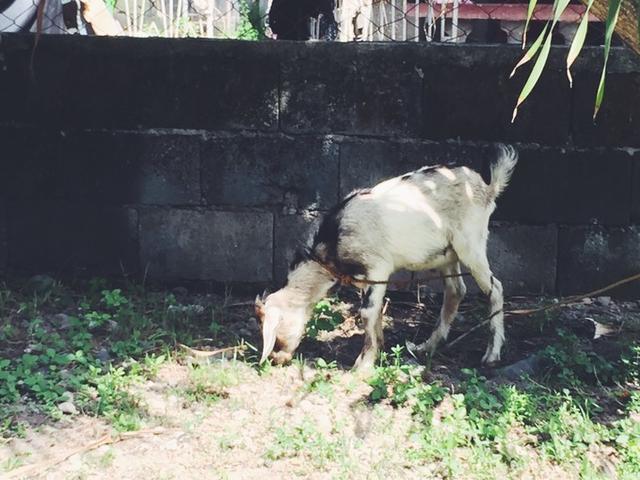 菲律宾潜水游记 (回忆菲律宾潜水的时光)