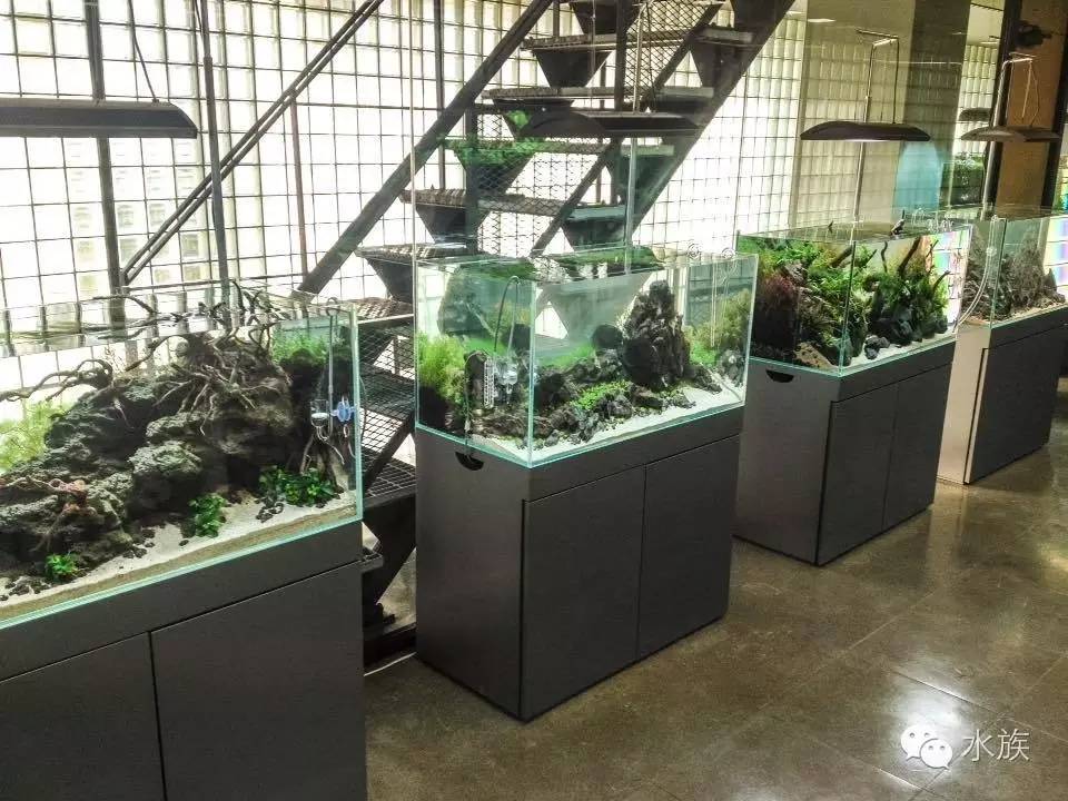 ada开缸第二天,ada开缸