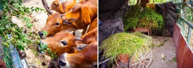 〈花开园〉顺德一间靓到“氹”一声的花园食府，赏花喂牛亲子