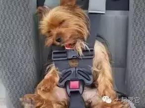 宠物托运科普知识,宠必达航空托运狗可靠么