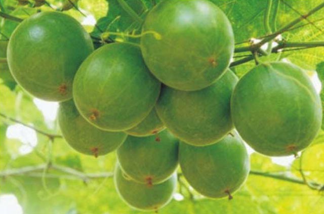 刷牙恶心干呕胖大海,刷牙干呕嗓子有痰吃什么药